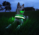 LED Lighted Dog Collar
